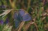 Tijgerblauwtje 2 (Lampides boeticus)